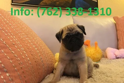 Alrc pug puppies for sale
