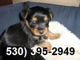 Staggering yorkie puppies available
