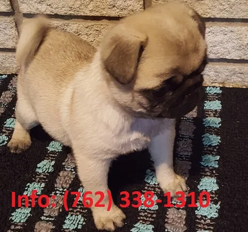 Isfgh pug puppies for sale