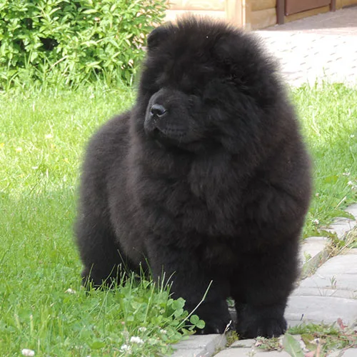 Availabilityd female chow chow puppie