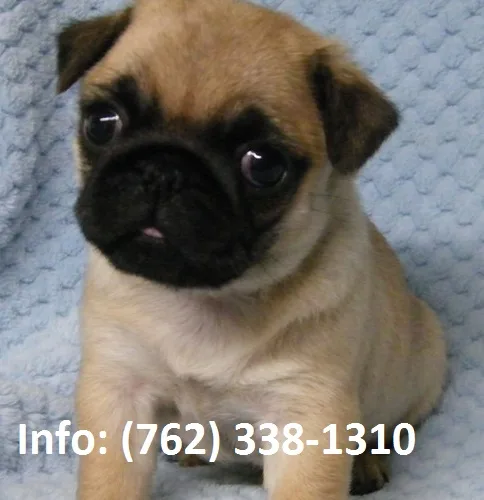 Otnjs pug puppies for sale