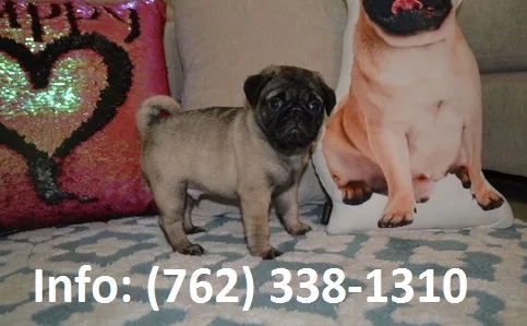 Snebd pug puppies for sale