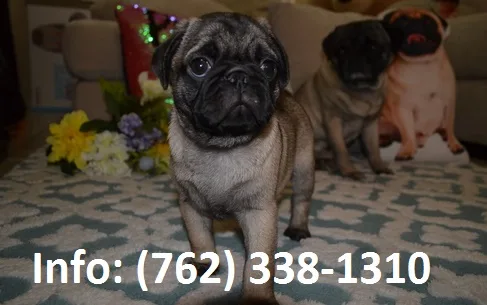 Ydmhl pug puppies for sale