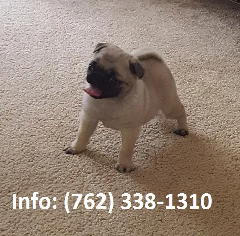 Zmdjs pug puppies for sale
