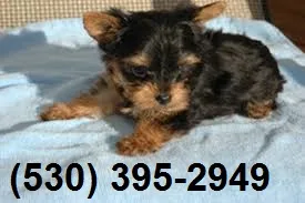 Extraordinary yorkie puppies available 