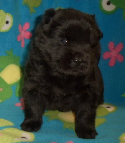 Akc black, chow chow puppies for sale