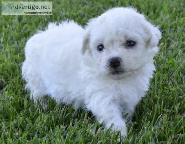 Akc bichon-frise-puppies for sale