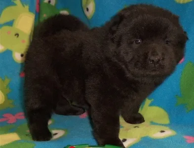 Akc black chow chow puppire