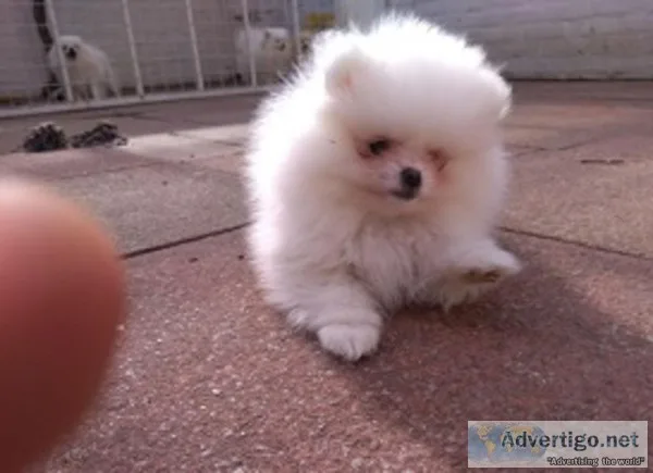 Ideal pomeranian puppies for sale