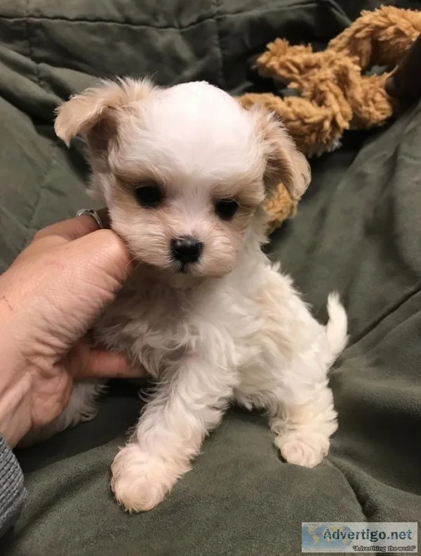 This little guy will be sure to steal yo
