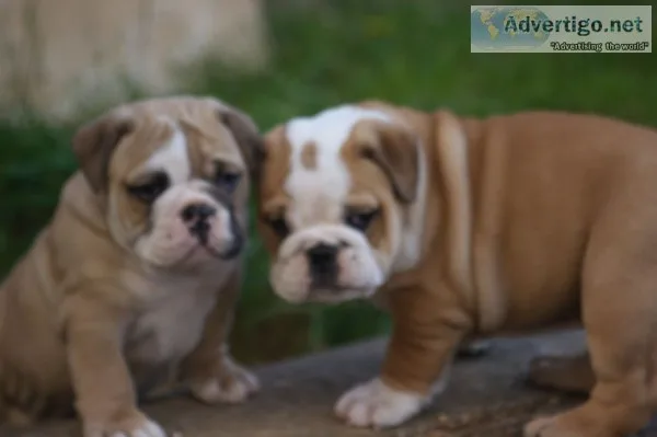 Hansome english bulldog ready for new ho