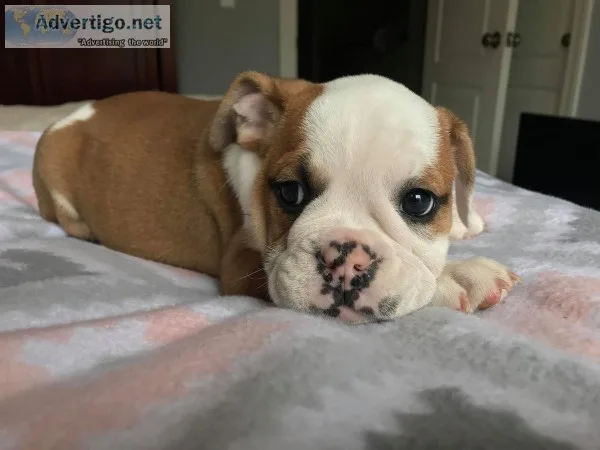 Dallas is a good boy and ready for new h