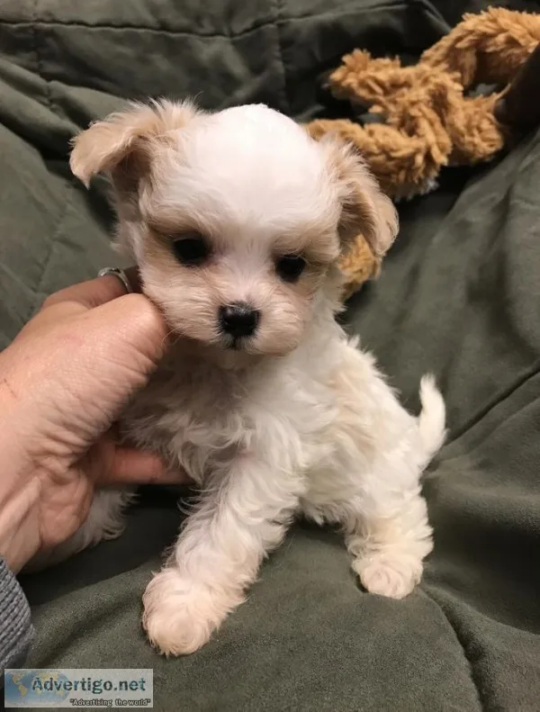 This little guy will be sure to steal yo