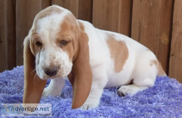 Akc -basset hound puppies for sale