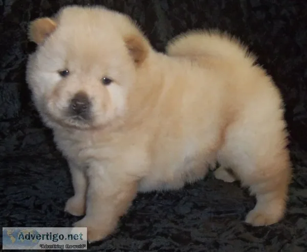 Akc cream chow chow, puppies for sale
