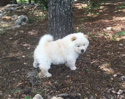 Chow-chow puppies for sale
