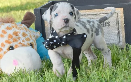 Akc - great dane - puppies for sale