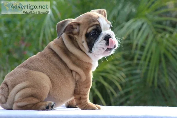 Hansome english bulldog ready for new ho