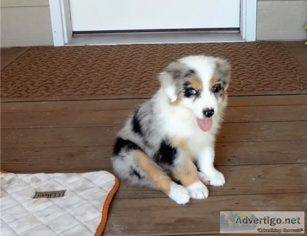 Akc australian shepherd  puppies 
