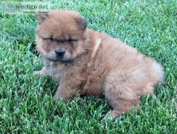 Akc chow-chow-puppies for sale