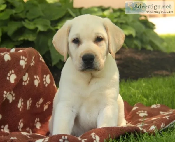 Akc labrador retriever puppies for sale