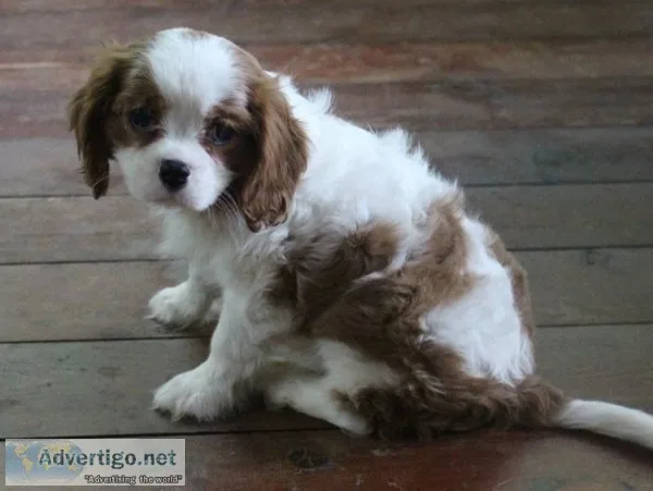 Akc cavalier-king-charle s-spaniel-puppie