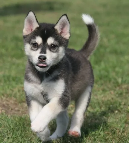 Akc alaskan malamute puppies for sale