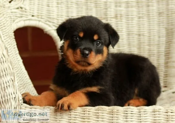 Akc- rottweiler puppies for sale