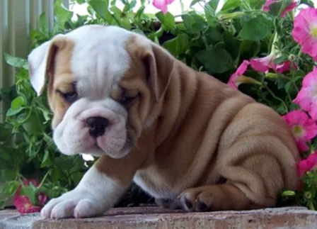 Akc, english bulldog puppies for sale