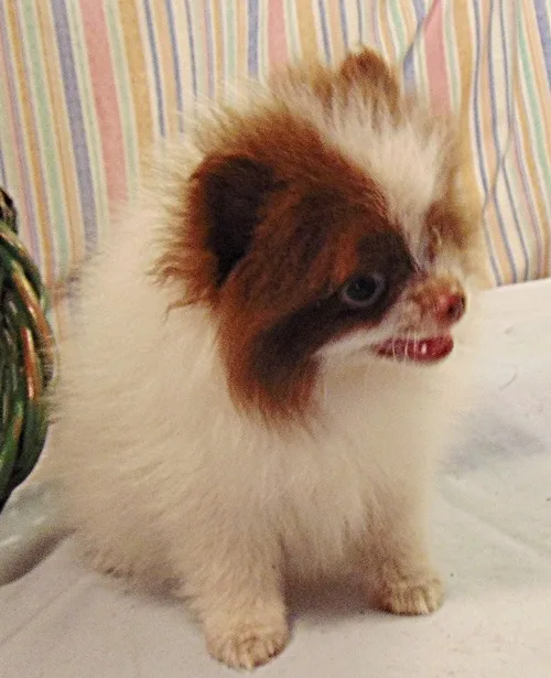 Cute and adorable pomeranian puppy