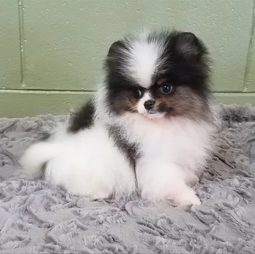2 cute and adorable little pomeranian 