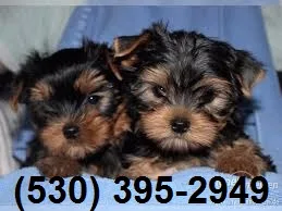 Hgsdfg friendly yorkie puppies ready now