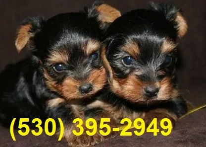 Sertrt m/f yorkie puppies available