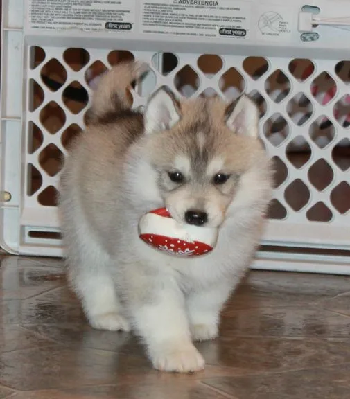 Loulou sweet siberian husky puppies