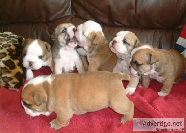 Beautiful akc reg english bulldog pups