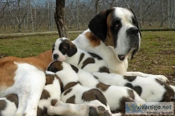 Cute saint bernard puppies ready