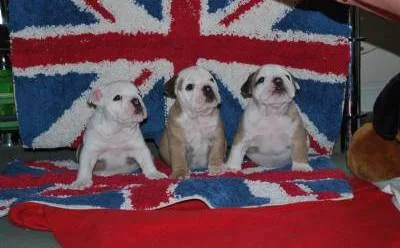 Beautiful akc reg english bulldog pups
