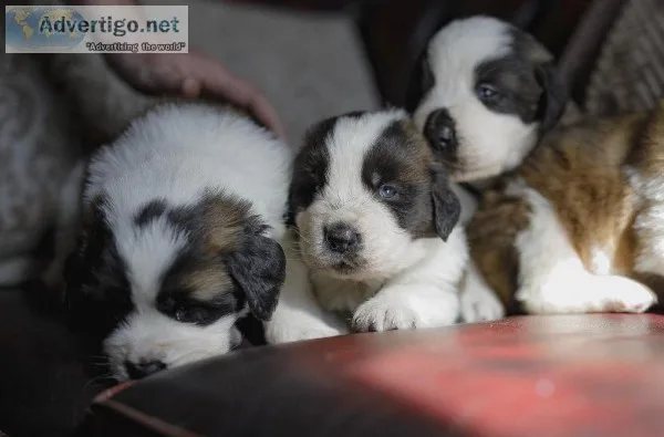 Cute saint bernard puppies ready