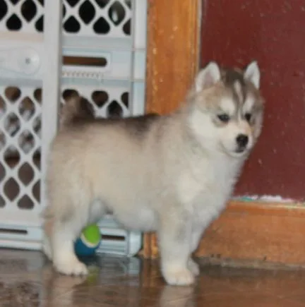 Loulou sweet siberian husky puppies