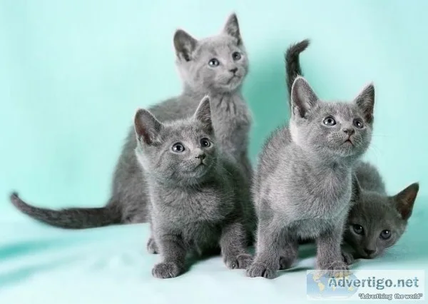 Russian blue kittens pure bred vacc micr