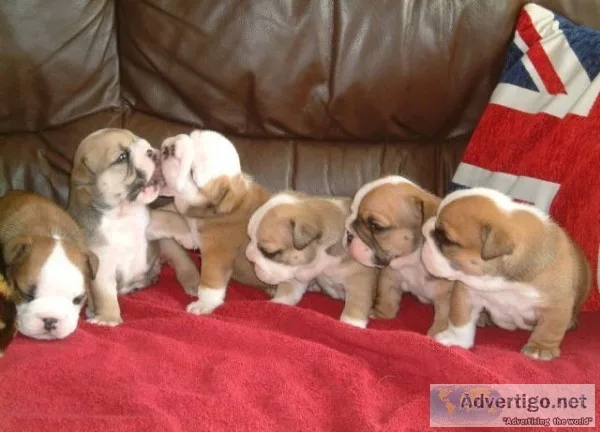 Beautiful akc reg english bulldog pups