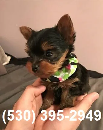 Vbjsghd lovely yorkie puppies available