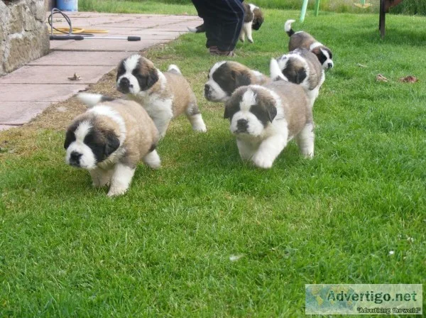 Cute saint bernard puppies ready