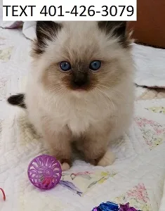 Cxsw ragdoll kittens sociable m/f