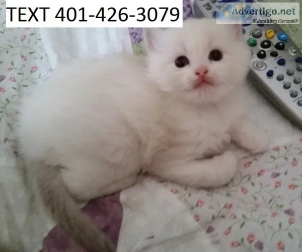 Azsd ragdoll friendly kittens m/f ready