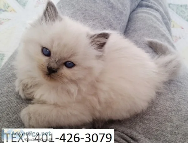 Twet ragdoll kittens beautiful m/f 