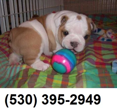 Jhhjfdg english bulldog puppies