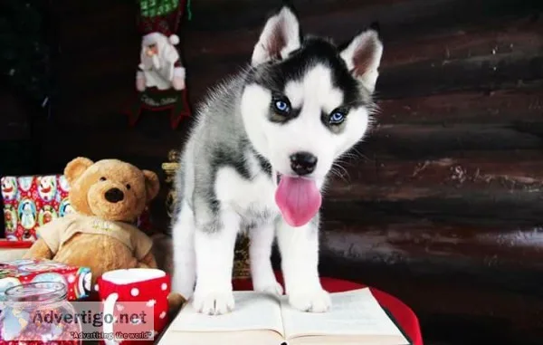 Lovely siberian husky pups