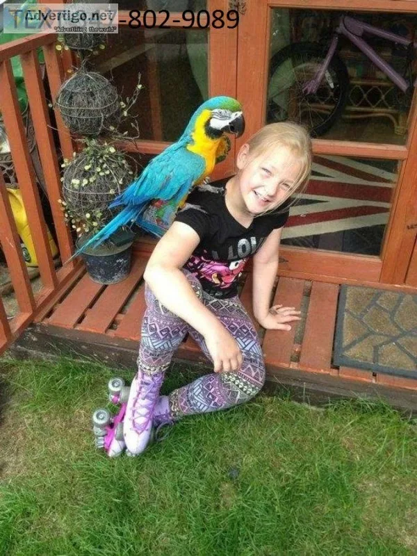 Wyui blue and gold macaws beautiful m/f