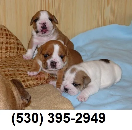 Erjeff english bulldog puppies